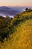 THE ROU ESTATE  CORFU: WILDFLOWERS IN THE HILLS BESIDE THE ROU ESTATE WITH THE ALBANIAN MOUNTAINS BEYOND  AT DAWN
