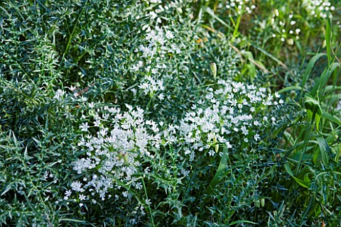 THE_ROU_ESTATE__CORFU_WILDFLOWERS__ACANTHUS_SPINOSUS_AND_WILD_GARLIC_IN_OLIVE_GROVE