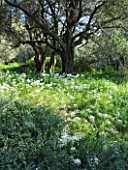 THE ROU ESTATE  CORFU: WILDFLOWERS - ACANTHUS SPINOSUS AND WILD GARLIC IN OLIVE GROVE