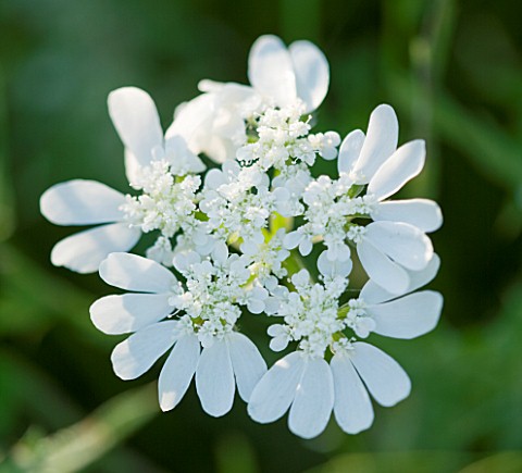 THE_ROU_ESTATE__CORFU_CLOSE_UP_OF_THE_WHITE_FLOWER_OF_ORLAYA_GRANIFLORA__THE_WHITE_LACE_FLOWER