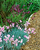 LAVENDER STOECHAS PENDUNCULATA AND DIANTHUS LILIAN BESIDE GRAVEL PATH AT THE ANCHORAGE  KENT. DESIGNER: WENDY FRANCIS