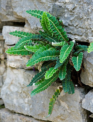 THE_ROU_ESTATE__CORFU_FERN_GROWING_OUT_OF_ROCK_FACE