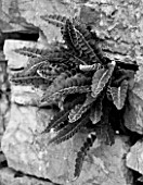 THE ROU ESTATE  CORFU: BLACK AND WHITE IMAGE OF FERN GROWING OUT OF ROCK FACE