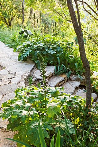 THE_ROU_ESTATE__CORFU_THE_WOODLAND_AREA_WITH_ACANTHUS_SPINOSUS_AND_STONE_STEPS