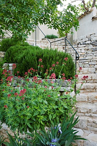 THE_ROU_ESTATE__CORFU_STONE_STEPS_LEADING_UP_HILL_PAST_CENTRANTHUS_RUBER_AND_ROSEMARY