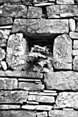 THE ROU ESTATE  CORFU: BLACK AND WHITE IMAGE OF STONE WALL WITH ALCOVE AND FERN