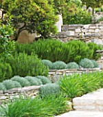 THE ROU ESTATE  CORFU: TIERED STONE TERRACE WITH PROSTRATE ROSEMARY AND CLIPPED SANTOLINA - RAISED BEDS
