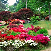 AZALEAS AND JAPANESE MAPLES IN THE WOODLAND GARDEN AT EXBURY IN HAMPSHIRE