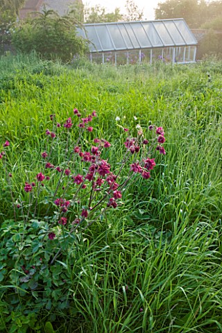 HOOK_END_FARM__BERKSHIRE_AQUILEGIA_GROWING_IN_MEADOW_GRASS_WITH_GREENHOUSE_BEHIND