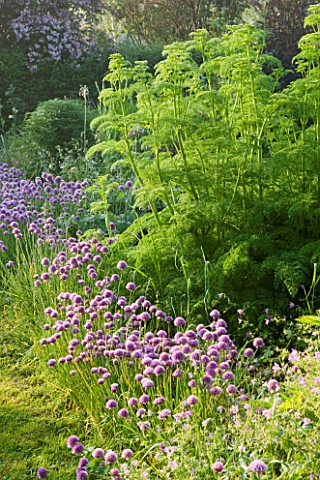 HOOK_END_FARM__BERKSHIRE_CHIVES_AND_KOLKWITZIA_BEHIND_THE_HOUSE