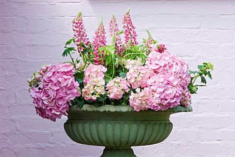 PAULA_PRYKES_HOUSE__SUFFOLK_OUTDOOR_FLORAL_ARRANGEMENT_OF_PINK_LUPINS_AND_HYDRANGEAS_IN_GREEN_URNCON