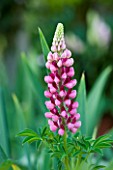 PAULA PRYKES HOUSE  SUFFOLK: CLOSE UP OF PINK LUPIN FLOWER