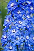 CLOSE UP PORTRAIT OF THE BLUE FLOWERS OF DELPHINIUM LANGDONS BLUE LAGOON - SPIRES  PERENNIAL