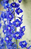 CLOSE UP PORTRAIT OF THE BLUE FLOWERS OF DELPHINIUM PICCOLO - SPIRES  PERENNIAL