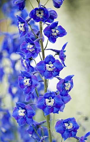CLOSE_UP_PORTRAIT_OF_THE_BLUE_FLOWERS_OF_DELPHINIUM_PICCOLO__SPIRES__PERENNIAL