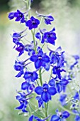 CLOSE UP PORTRAIT OF THE BLUE FLOWERS OF DELPHINIUM VOLKERFRIEDEN - SPIRES  PERENNIAL