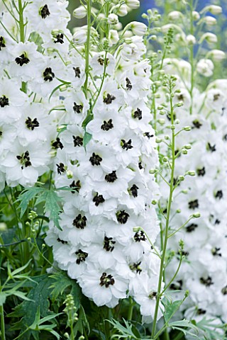 CLOSE_UP_PORTRAIT_OF_THE_WHITE_FLOWERS_OF_DELPHINIUM_LILIAN_BASSETT_WITH_BLACK_EYE__SPIRES__PERENNIA