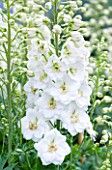 CLOSE UP PORTRAIT OF THE WHITE FLOWERS OF DELPHINIUM OLIVE POPPLETON WITH GOLDEN BROWN EYES - SPIRES  PERENNIAL