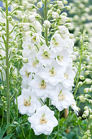 CLOSE_UP_PORTRAIT_OF_THE_WHITE_FLOWERS_OF_DELPHINIUM_OLIVE_POPPLETON_WITH_GOLDEN_BROWN_EYES__SPIRES_