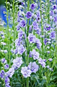 CLOSE UP PORTRAIT OF THE BLUE FLOWERS OF DELPHINIUM TIDDLES - SPIRES  PERENNIAL