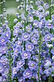CLOSE UP PORTRAIT OF THE BLUE FLOWERS OF DELPHINIUM ANN KENDRICK - SPIRES  PERENNIAL