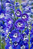 CLOSE UP PORTRAIT OF THE BLUE FLOWERS OF DELPHINIUM MARGARET - SPIRES  PERENNIAL