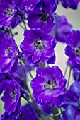 CLOSE UP PORTRAIT OF THE BLUE FLOWERS OF DELPHINIUM TIGER EYE - SPIRES  PERENNIAL