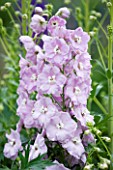 CLOSE UP PORTRAIT OF THE PINK FLOWERS OF DELPHINIUM FOXHILL NINA - SPIRES  PERENNIAL