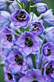 CLOSE UP PORTRAIT OF THE BLUE FLOWERS OF DELPHINIUM CONSPICUOUS - SPIRES  PERENNIAL