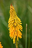 CLOSE UP PORTRAIT OF THE YELLOW/ APRICOT FLOWER OF KNIPHOFIA DRUMMORE APRICOT