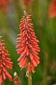 CLOSE UP PORTRAIT OF THE RED FLOWER OF KNIPHOFIA WOLS RED SEEDLING