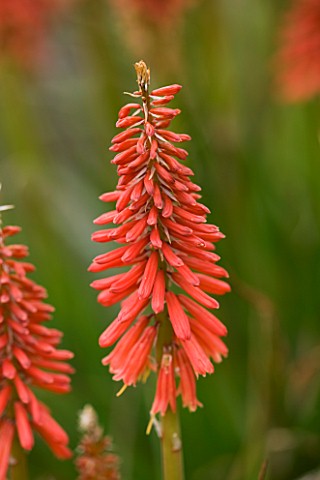 CLOSE_UP_PORTRAIT_OF_THE_RED_FLOWER_OF_KNIPHOFIA_WOLS_RED_SEEDLING
