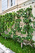 LA CARMEJANE, FRANCE: LUBERON, PROVENCE, ESPALIERED APPLES, WALL, FRENCH, COUNTRY, GARDEN, GREEN, ESPALIERS, FRUIT, TREES, MALUS, TRAINED