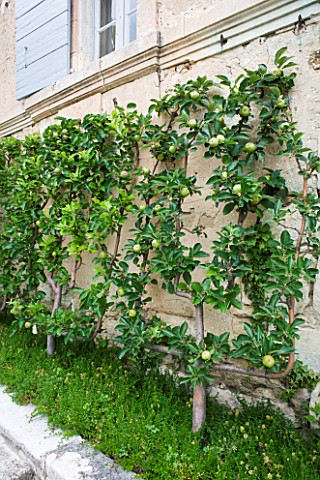 LA_CARMEJANE_FRANCE_LUBERON_PROVENCE_ESPALIERED_APPLES_WALL_FRENCH_COUNTRY_GARDEN_GREEN_ESPALIERS_FR
