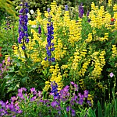 YELLOW TREE LUPIN AND BLUE DELPHINIUMS. BARNSLEY HOUSE GARDEN  GLOUCESTERSHIRE
