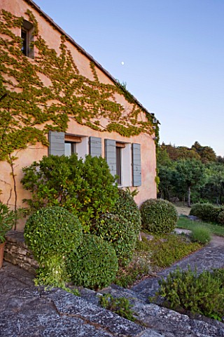 WACHTER_HOUSE__FRANCE___CLIPPED_TOPIARY_SHAPES_BESIDE_THE_BACK_OF_THE_HOUSE_IN_EVENING_LIGHT