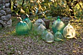 JACQUELINE MORABITO  FRANCE: GLASS JARS AS SCULPTURE BENEATH OLIVE TREE