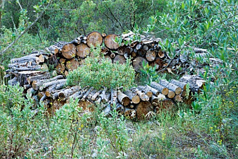 JACQUELINE_MORABITO__FRANCE__HUGE_LOGS_PILED_TOGETHER_TO_MAKE_A_CIRCULAR_WALL_IN_THE_WOODLAND