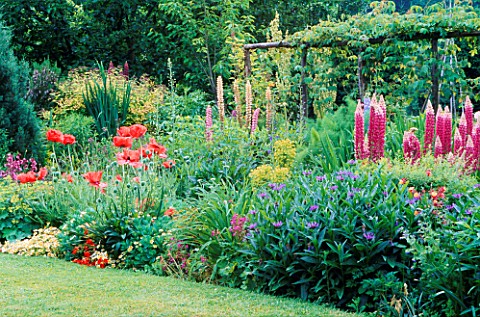 COTTAGE_GARDEN_THE_HERBACEOUS_BORDER_AT_GREENHURST_GARDEN__SUSSEX__WITH_POPPIES__LUPINS_AND_CENTAURE
