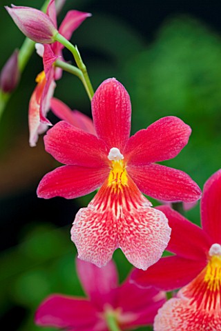 ORCHID__BURRAGEARA_NELLY_ISLER