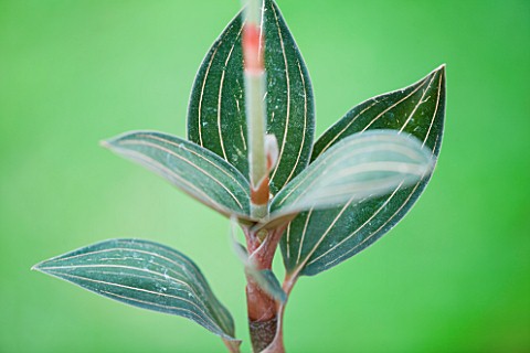 ORCHID__LEAVES_OF_LUDISIA