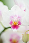 ORCHID - PHALAENOPSIS BROTHER PICO SWEETHEART K & P