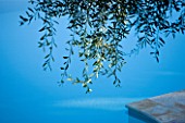 CORFU  GREECE: DESIGNER: DOMINIC SKINNER - MEDITTERANEAN STYLE GARDEN  - DETAIL OF STONE OLIVE TREE BRANCHES OVERHANGING BLUE SWIMMING POOL