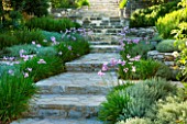 THE ROU ESTATE  CORFU  GREECE: DESIGNER: DOMINIC SKINNER - MEDITTERANEAN STYLE GARDEN - STONE STEPS WITH TULBAGHIA VIOLACEA