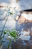 CORFU  GREECE: DESIGNER: DOMINIC SKINNER - MEDITTERANEAN STYLE GARDEN - WHITE AGAPANTHUS WITH TERRACOTTA CONTAINER BEHIND