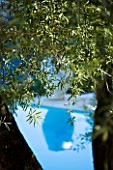 CORFU  GREECE: DESIGNER: DOMINIC SKINNER - SWIMMING POOL WITH OVERHANGING BRANCHES OF OLIVE TREE AND REFLECTION OF TERRACOTTA CONTAINER IN WATER