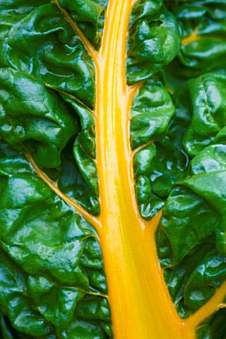 VEGETABLE_CLOSE_UP_THE_YELLOW_STEMS_OF_CHARD_CANARY