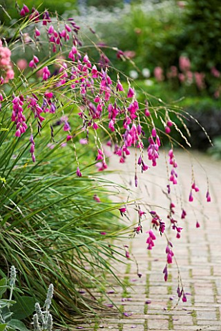OVERHANGING_BRANCHES_AND_FLOWERS_OF_DIERAMA_PULCHERRIMUM_ANGELS_FISHING_ROD