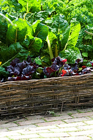 POTAGER__RAISED_BED_WITH_WICKER_FENCE__CHARD_AND_PARSLEY