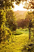 MOORS MEADOW GARDEN & NURSERY  HEREFORDSHIRE: GRASS PATH LEADING OUT OF GRASS GARDEN WITH BEAUTIFUL IRON GATES AT DAWN